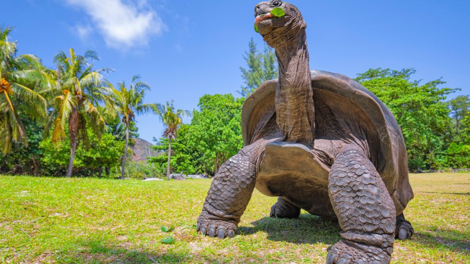Tortue géante des Seychelles, tortue léopard, tortue des Galapagos...5 tortues qui ont de quoi surprendre