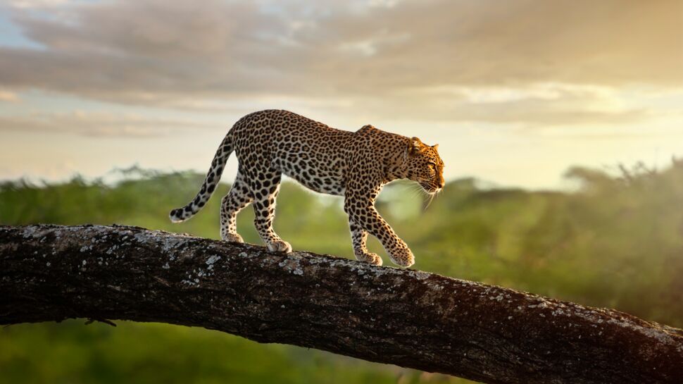 A la découverte des talents insoupçonnés du léopard, petit mais puissant