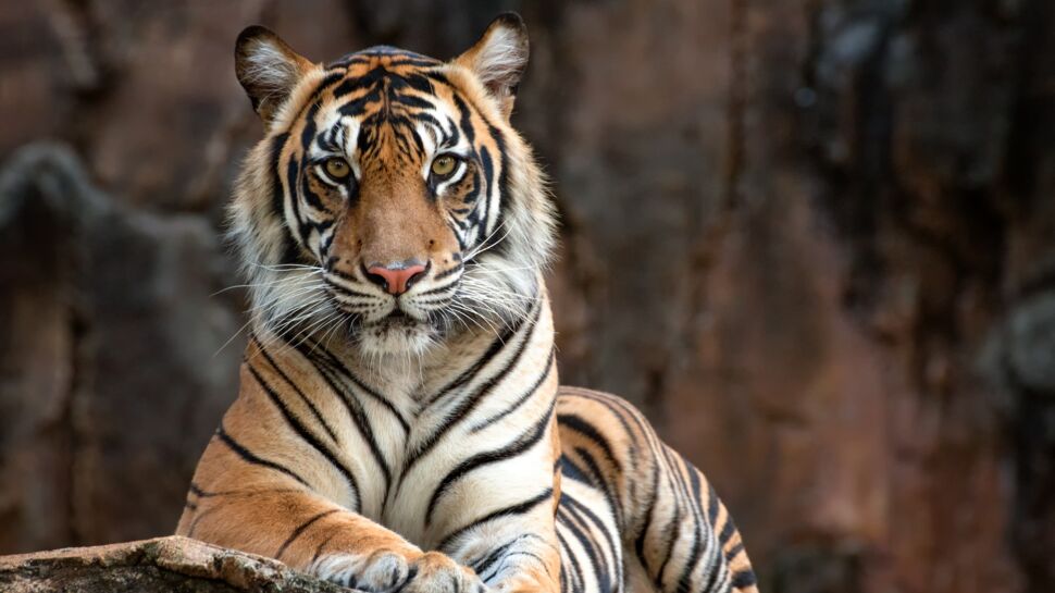 Le tigre, un animal moins cruel qu’on ne le dit