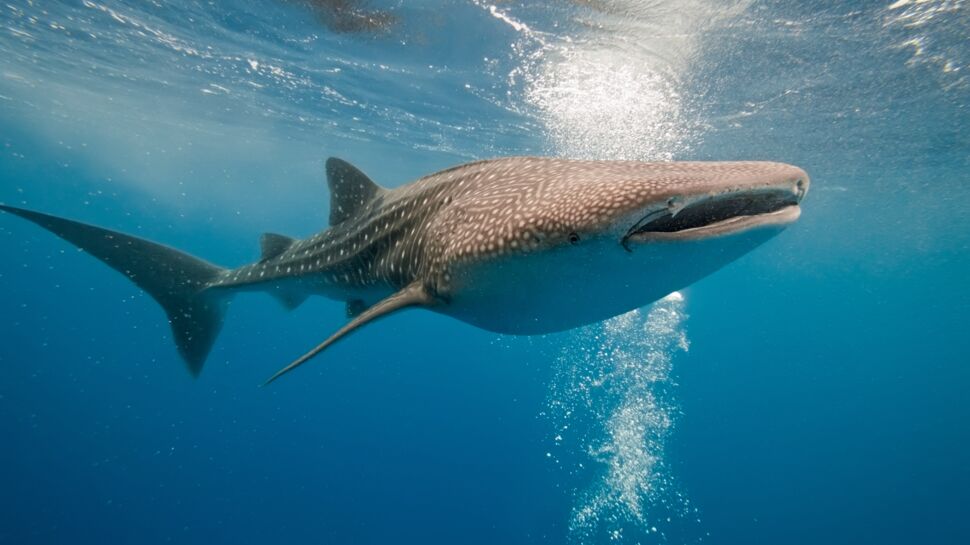 
Les océans en danger : le requin-baleine menacé par la pêche