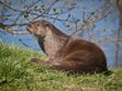 France : à la découverte des espèces animales protégées du Massif central