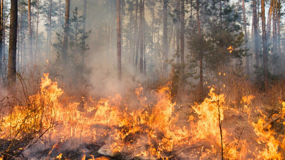 Votre commune est-elle exposée aux feux de forêts ? Une carte  des risques vous l’indique
