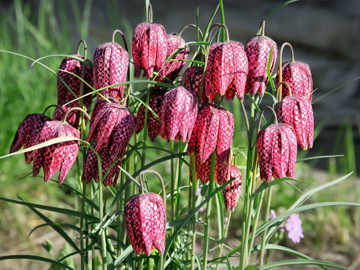 Les plus jolies fleurs à clochettes à planter pour égayer votre jardin :  Femme Actuelle Le MAG