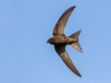 Le martinet noir, un oiseau migrateur exceptionnel