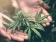 Bientôt un nouveau médicament pour traiter l'addiction au cannabis ?