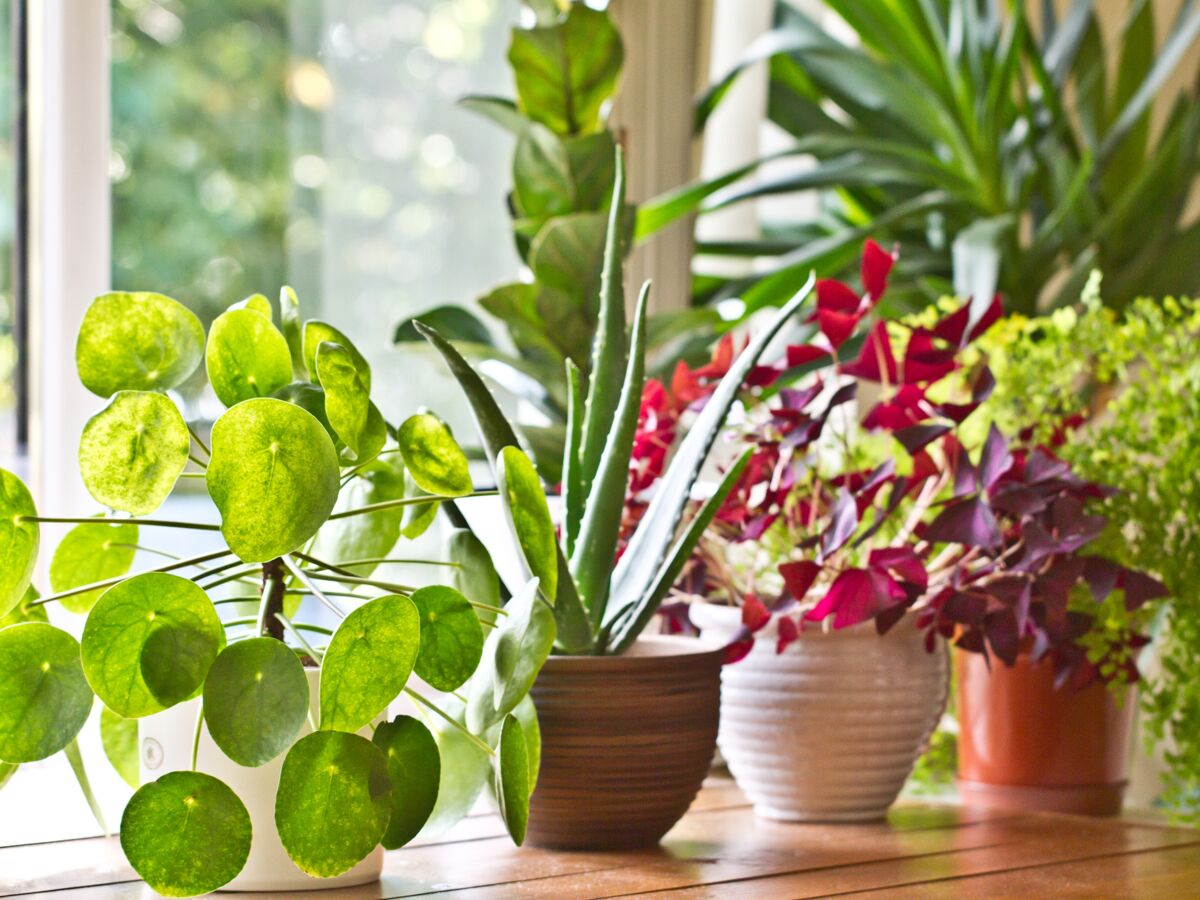 Jardinage. Six conseils pour prendre soin de vos plantes pendant les  vacances