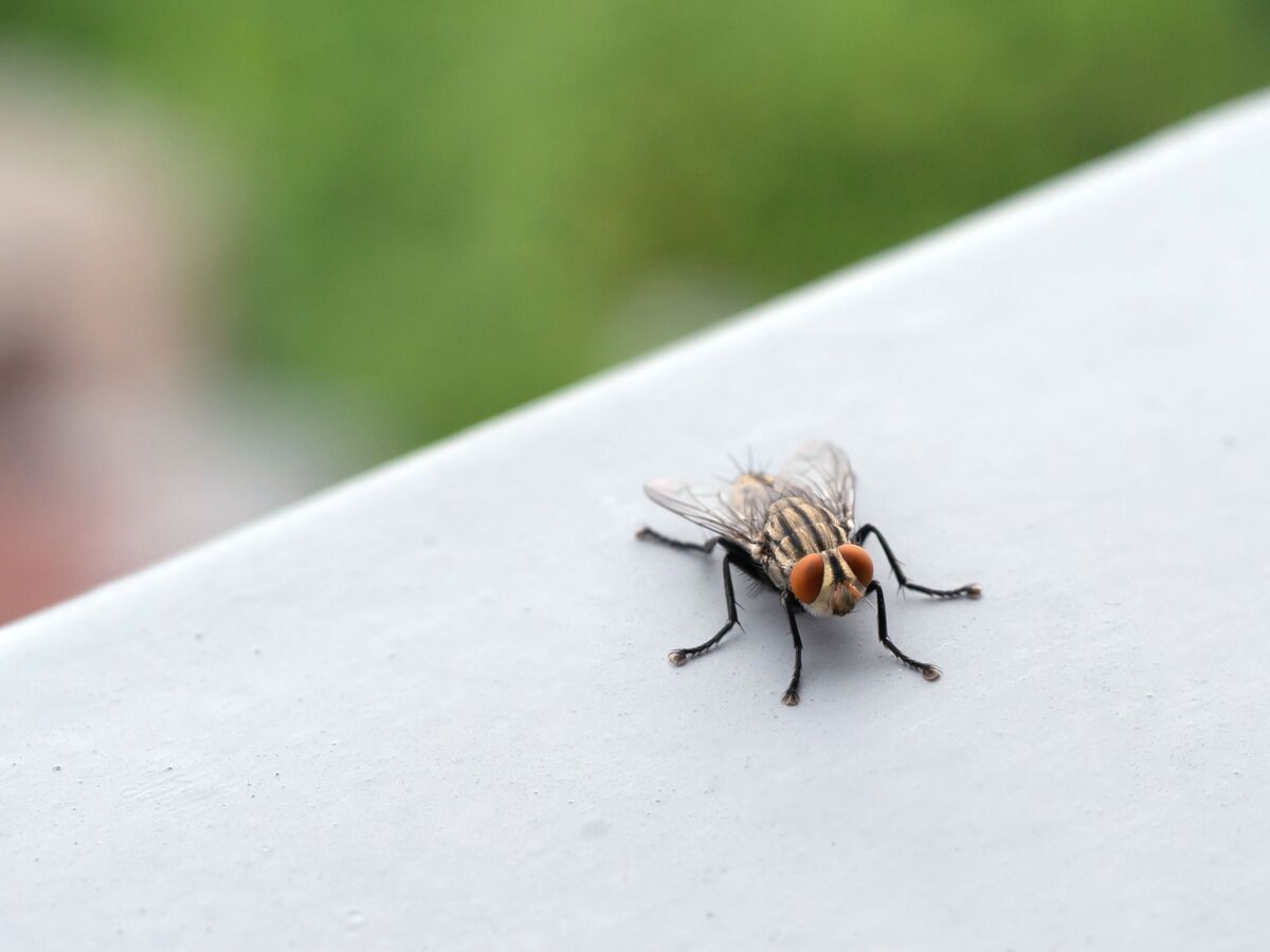 Comment éloigner les mouches domestiques de votre maison - V Extermination