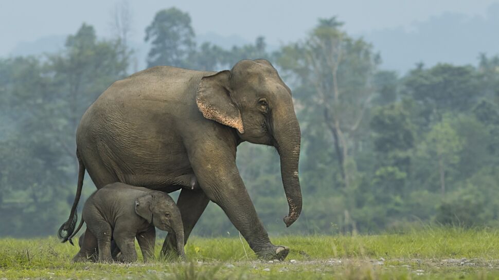 Les fascinantes différences entre l'éléphant d'Afrique et d'Asie