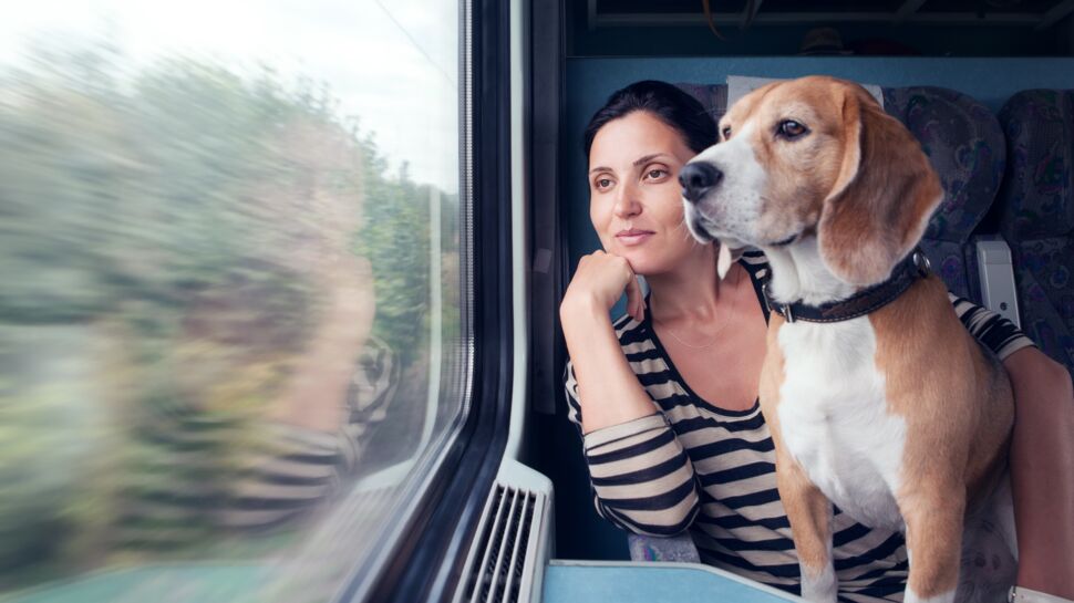 Prendre le train avec un chat ou un chien : comment faire et quel est le prix du billet ?