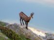 La faune du Parc naturel régional du massif des Bauges : un trésor de biodiversité 