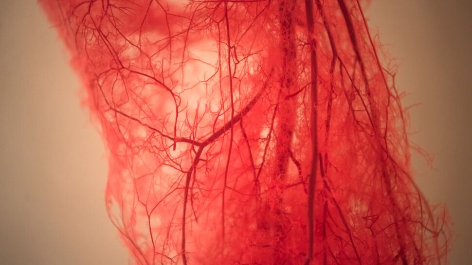 Artère : quelle est l'artère principale du corps humain ?