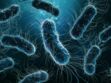 Escherichia coli : comment s’attrape cette bactérie et quels sont les risques ?
