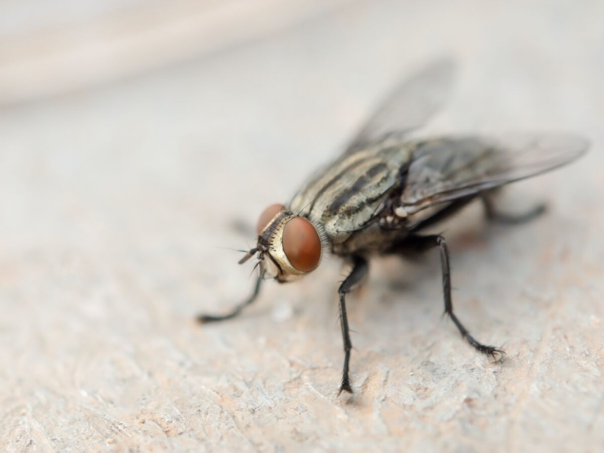 Morsures de mouches noires : faut-il s'inquiéter en France ?