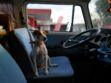 Chat, chien : comment voyager en voiture en toute sécurité avec son animal de compagnie ?