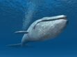 Cette baleine peut mesurer jusqu'à 30 mètres de long !