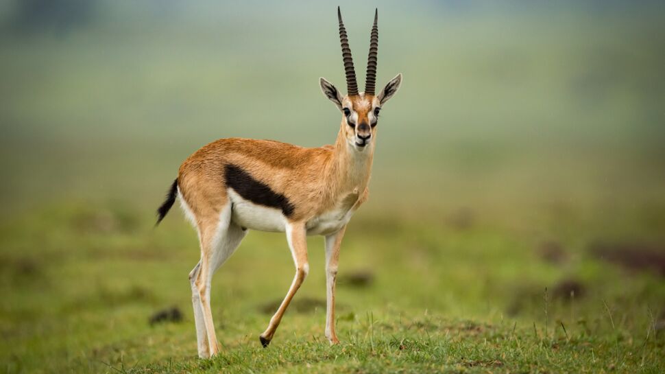 La gazelle de Thomson, une antilope gracieuse et agile