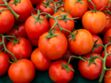 Comment conserver du coulis de tomate sans stérilisateur ? 