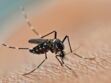 Moustique tigre : un cas de dengue recensé en Occitanie, comment se protéger ?