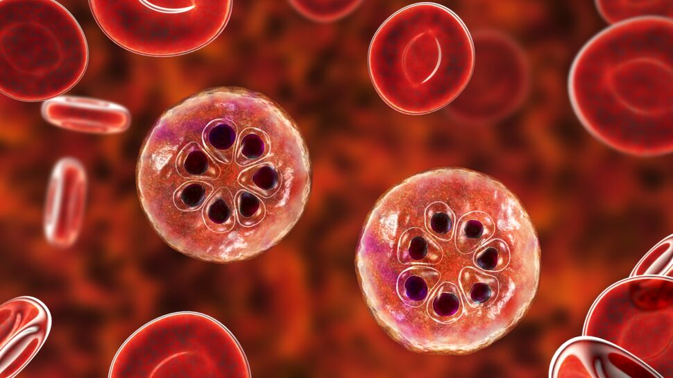 Pourquoi la drépanocytose protège-t-elle du paludisme ?