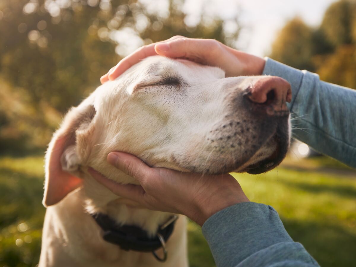 Punaises de lit : sont-elles dangereuses pour nos animaux ? : Femme  Actuelle Le MAG