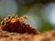 Piqûre de fourmi : comment la reconnaître et que faire ?