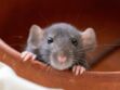 Morsure de rat : quels sont les risques et comment réagir ?