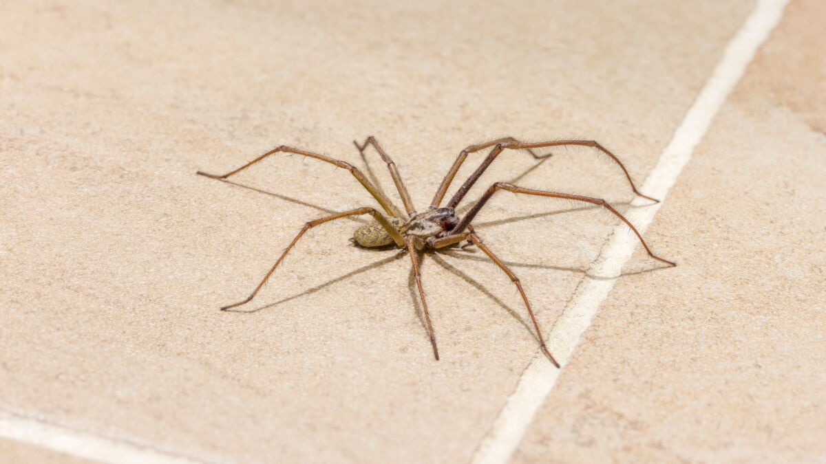 Les Araignées De Maison | Ventana Blog
