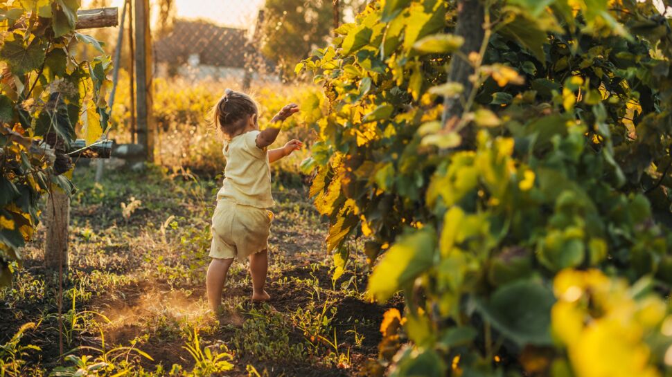 Leucémie chez l'enfant : vivre dans une zone dense en vignes est associé à un risque plus élevé, selon une étude de l'Inserm