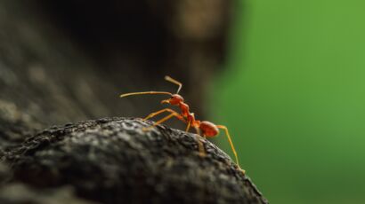 Piqûre de fourmi : comment la reconnaître et que faire ? : Femme ...
