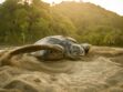 Espèce menacée : l'interminable migration de la tortue luth