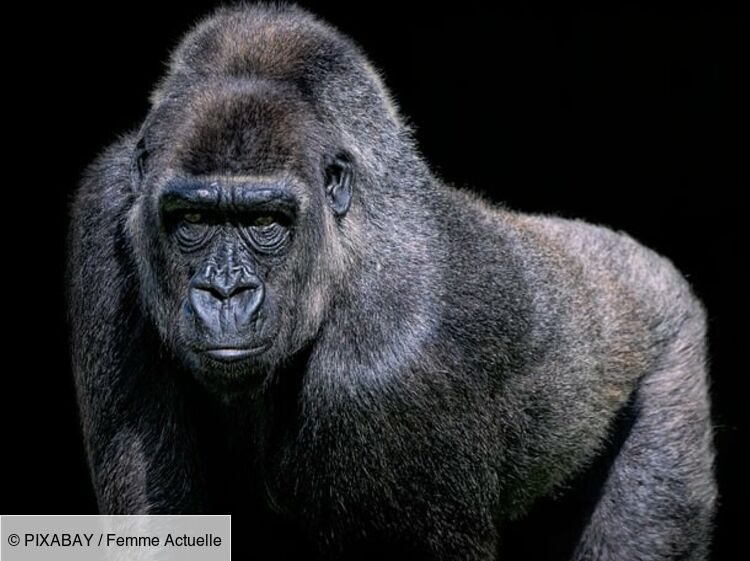 Espèce menacée : recycler vos vieux smartphones pour participer à la protection du gorille