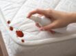 Punaises de lit : hausse des intoxications aux insecticides interdits, l’Anses alerte sur les dangers