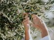 Feuilles d'olivier : bienfaits santé, utilisation en tisane, effets secondaires