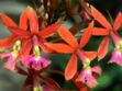 Orchidées : comment entretenir des variétés originales ? 