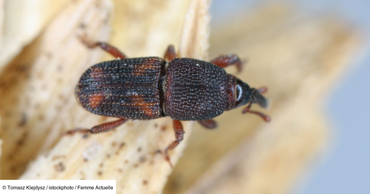 Charançons comment se débarrasser de ces insectes ? Femme Actuelle — free download
