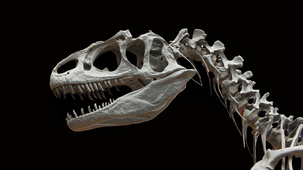 Un promeneur avec son chien découvre par hasard un fossile de dinosaure vieux de 70 millions d'années