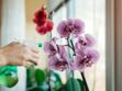L’astuce pour faire durer son orchidée plus longtemps quand on l’achète