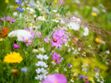 Protéger et sauvegarder les insectes pollinisateurs dans son jardin
