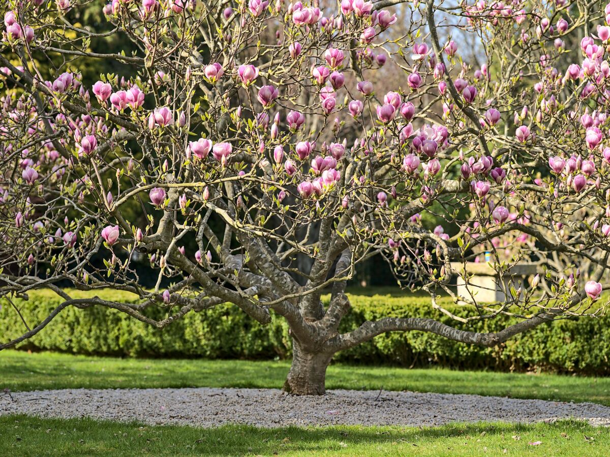 Quand tailler un magnolia et comment en prendre soin ?