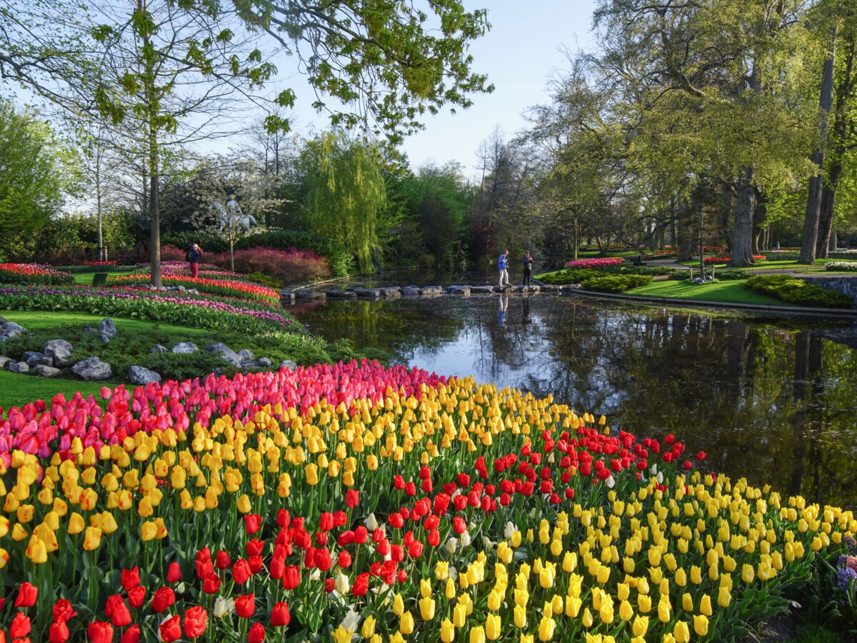 Pays-Bas : voici le meilleur moment pour visiter Keukenhof, le plus grand jardin de tulipes du monde