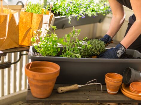 Notre sélection de 20 plantes aromatiques plus ou moins faciles à cultiver sur un balcon