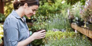 Digestion, stress : voici 7 plantes thérapeutiques à cultiver
