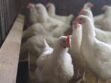 La grippe aviaire H5N1 inquiète "énormément" l’OMS, pourquoi et que sait-on de ce virus ? 