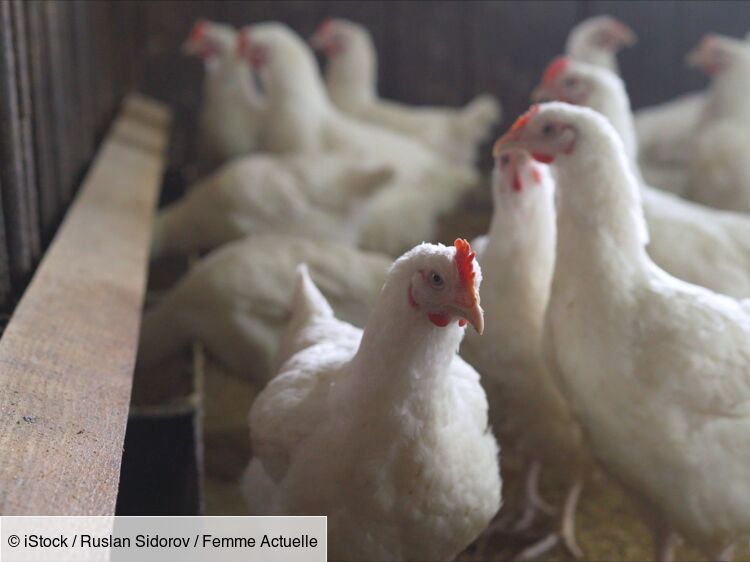 La grippe aviaire H5N1 inquiète "énormément" l’OMS, pourquoi et que sait-on de ce virus ?