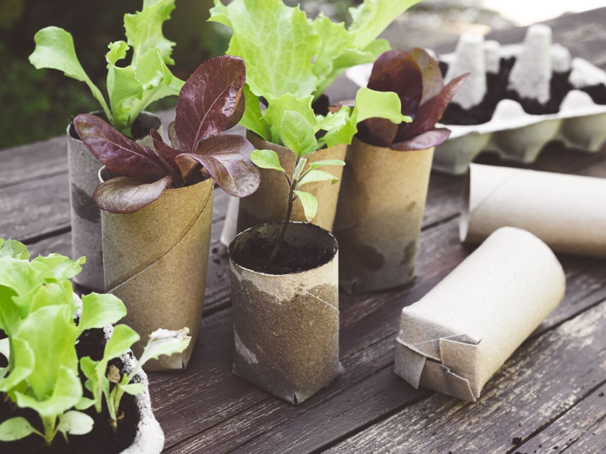 Comment un rouleau de papier toilette peut vous aider à planter vos fleurs, fruits et légumes du jardin ?