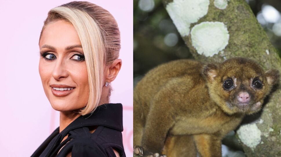 George Clooney, Paris Hilton, Leonardo DiCaprio, découvrez ces célébrités qui ont adopté des animaux très insolites