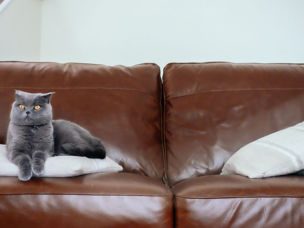 Comment enlever l’odeur de pipi de chat sur un canapé en tissu, cuir ou velours ?