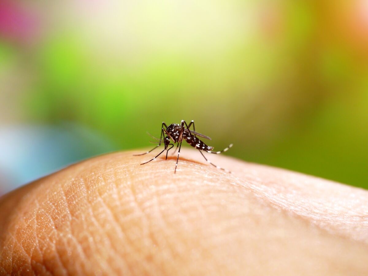 Recrudescence des cas de dengue importés en France, quels sont les bons gestes à adopter ?
