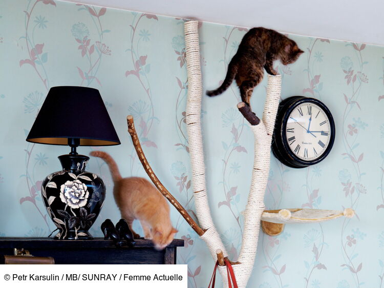 Comment fabriquer un arbre à chat facilement ? Le tuto facile et l'idée ...