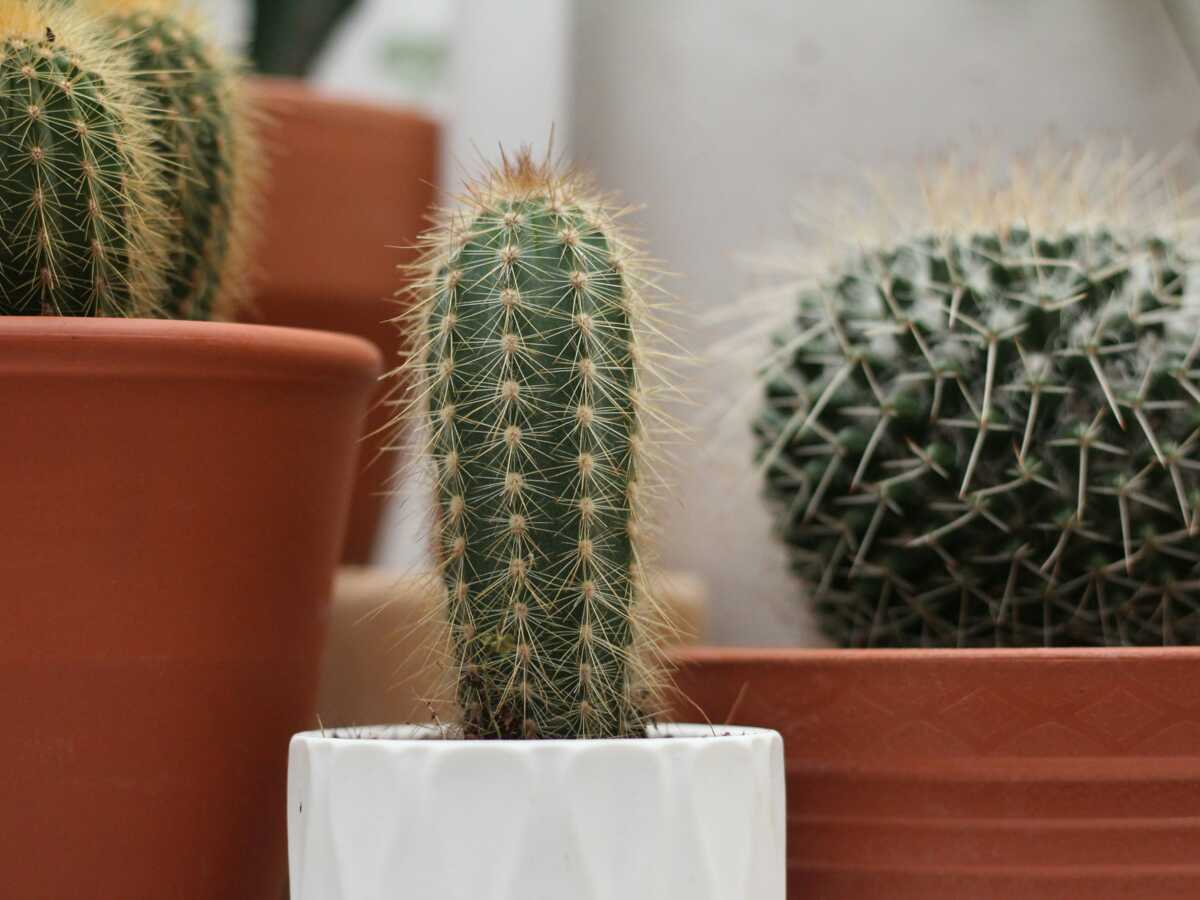 Rempoter un cactus sans se piquer : les bons gestes